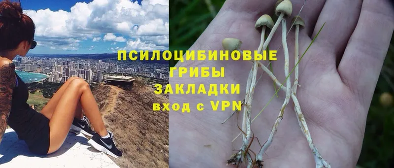 Псилоцибиновые грибы Psilocybe  ОМГ ОМГ рабочий сайт  Слюдянка 